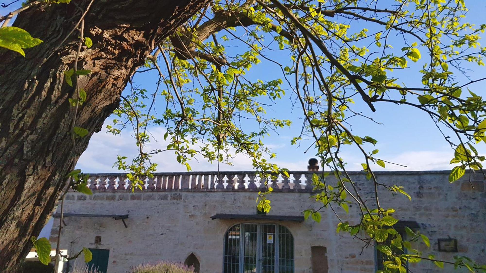 Podere Del Gelso Bianco, Vacation Rental Остуни Экстерьер фото