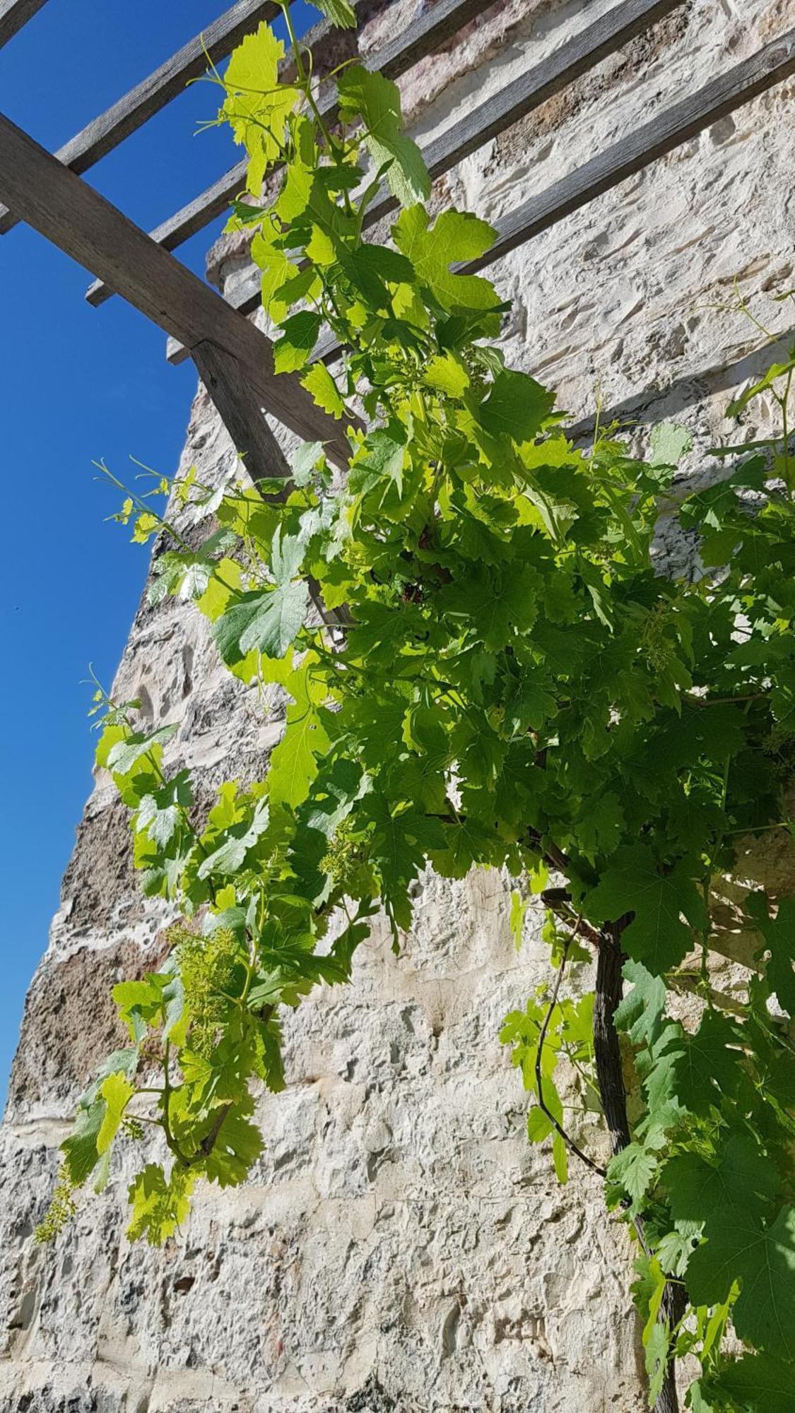 Podere Del Gelso Bianco, Vacation Rental Остуни Экстерьер фото